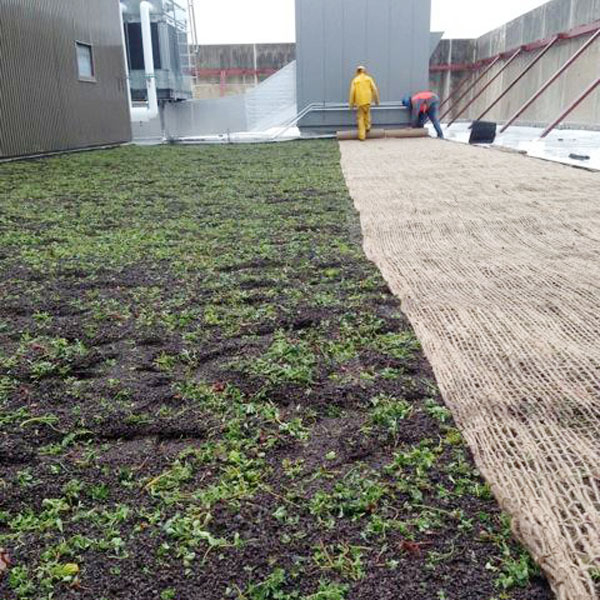 Barclay Damon green roof