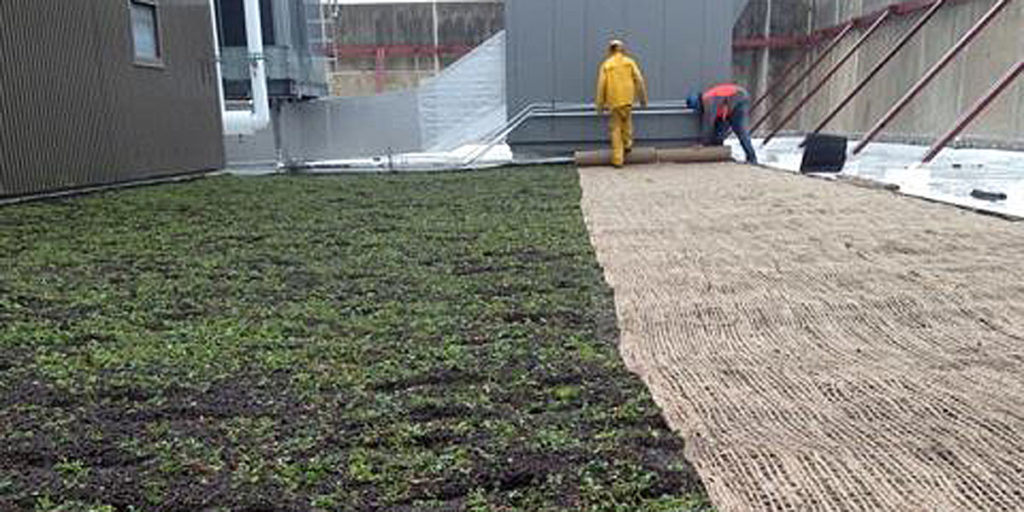 Green roof close up
