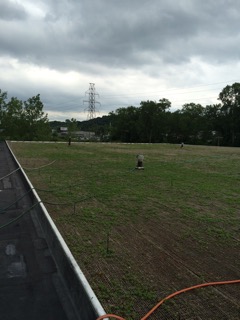 Peat Street green roof